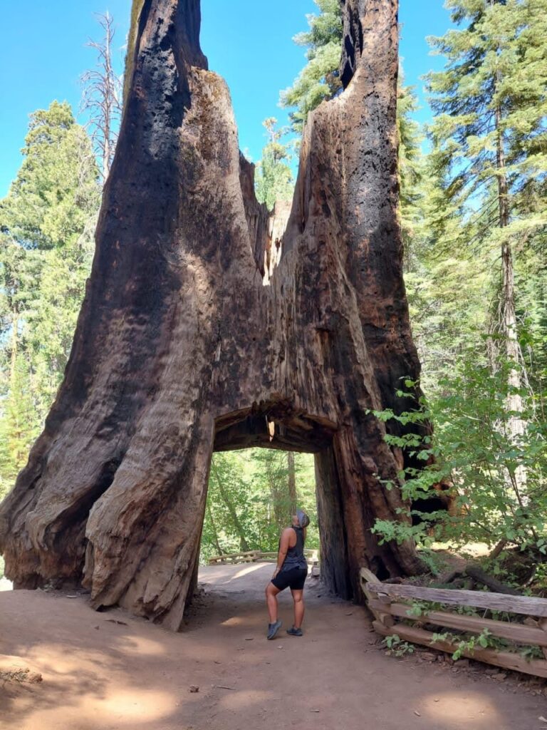 Sequoia in Yosemite national park