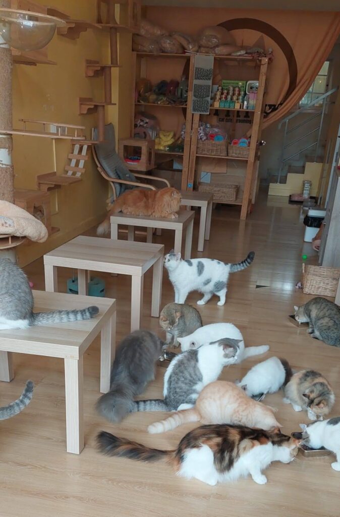 Bangkok Café-Cats