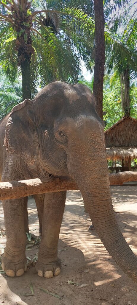 Krabi Elephant Shelter