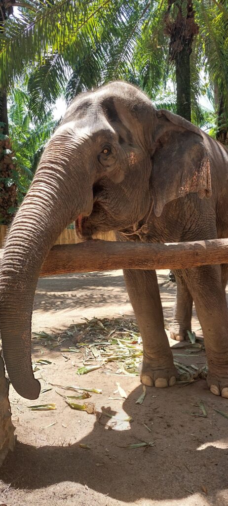 Krabi Elephant Shelter